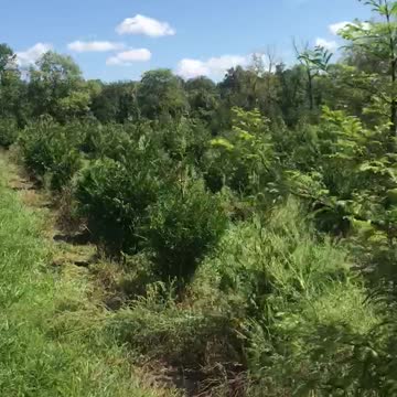 Trimming a 3/4 ft green giant