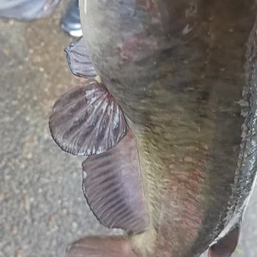 Big catfish