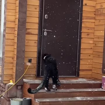 Panther decides when to go home by himself .