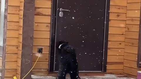 Panther decides when to go home by himself .