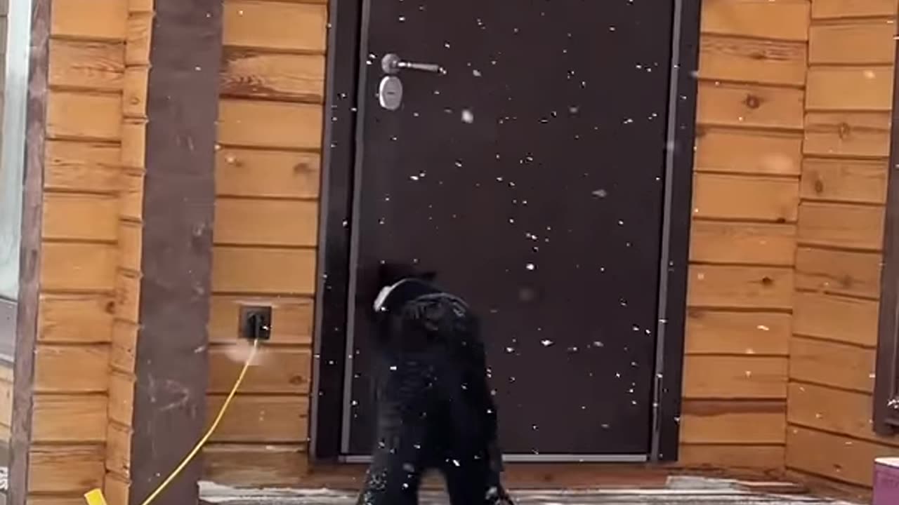 Panther decides when to go home by himself .