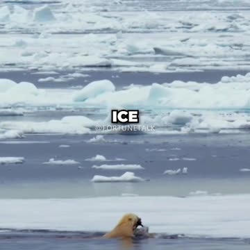 Polar Bear HORROR ft. Joe Rogan