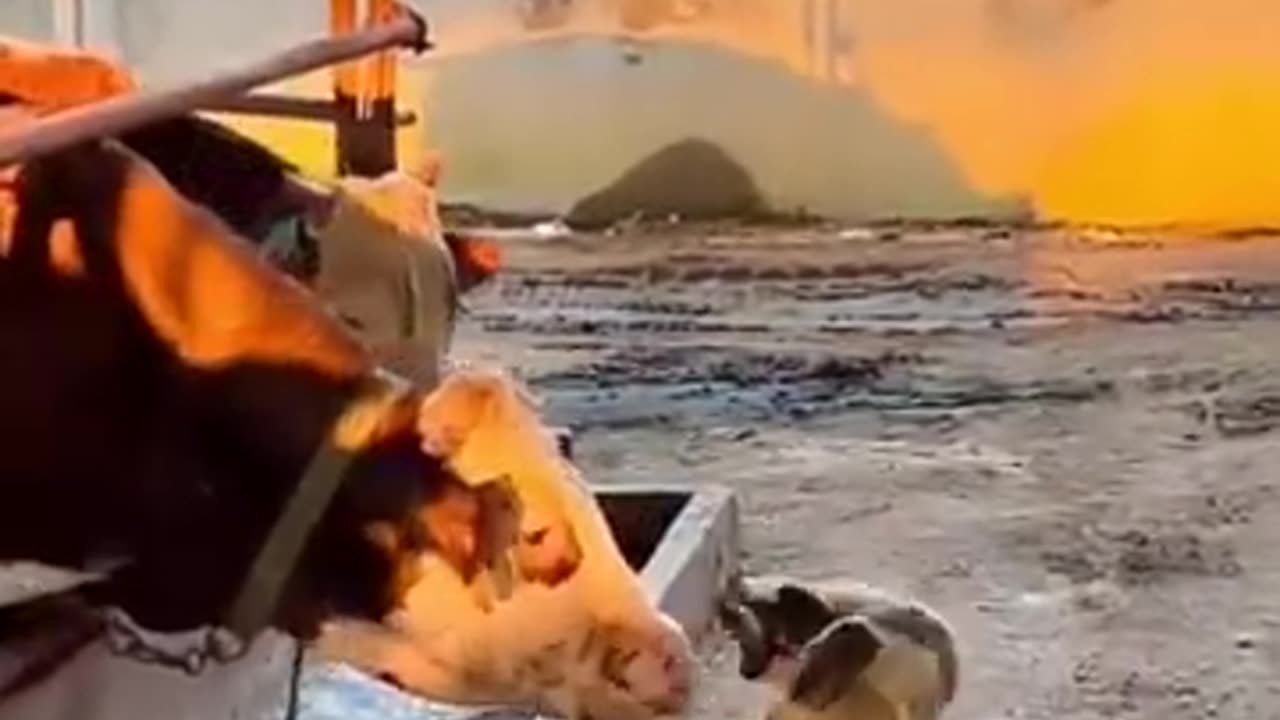 Funny Animal Videos 2022 Best Dogs And Cats Videos πΊπ # 55
