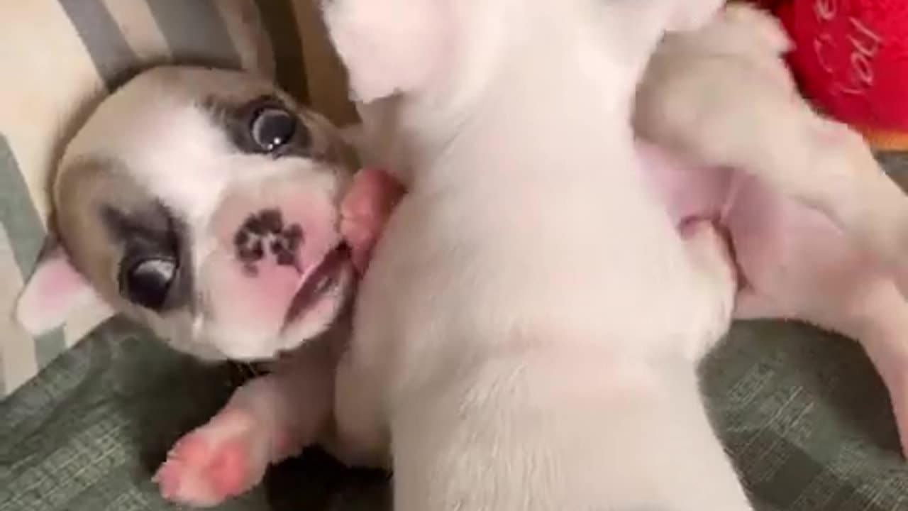 Tiny Frenchie Duo: Adorable Sibling Puppies Discover the Joy of Playtime!