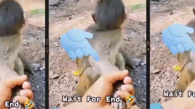 Funny Monkey video