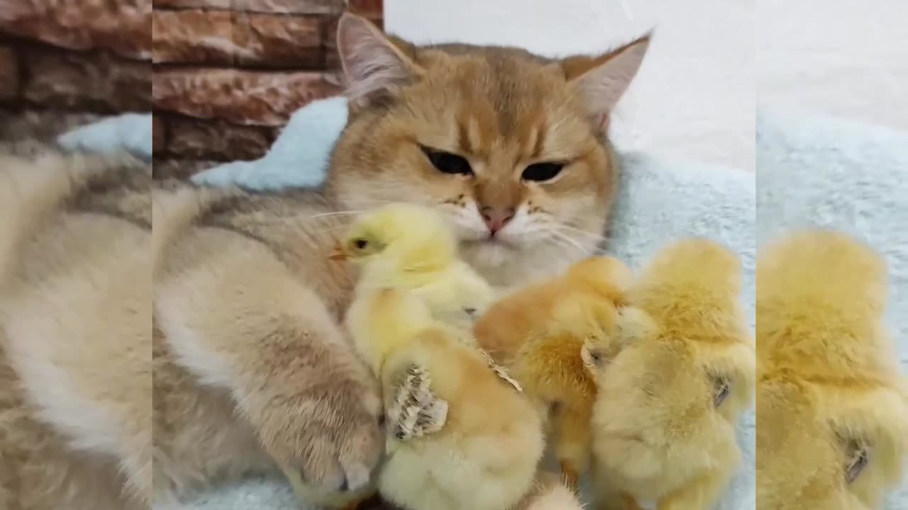 funny Scottish cat and chicks 🐤🐥🐭🐥