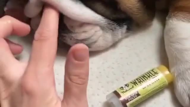 Dog Loses It after finding. Out He's At Pet Stores.dog lip glow