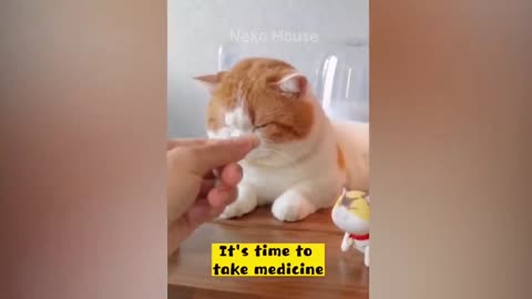 New funny 🤣 animal cat videos 😹😹