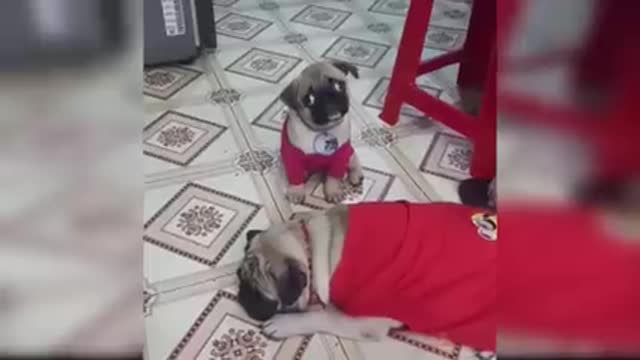 Baby_Dogs_-_Cute_and_Funny_Dog_Videos_Compilation_