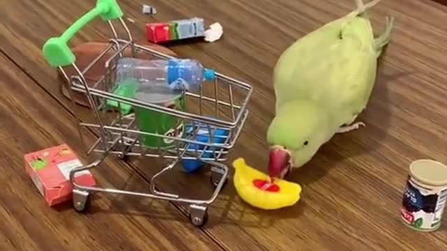 Compilation of Amusing Parrots