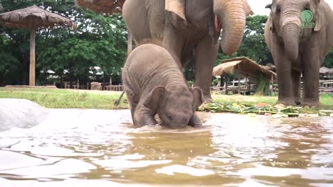 Baby Elephant So Cute Video