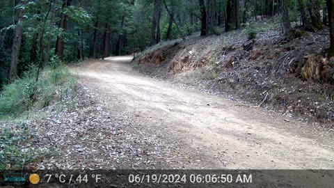 Cinnamon Bear early Morning