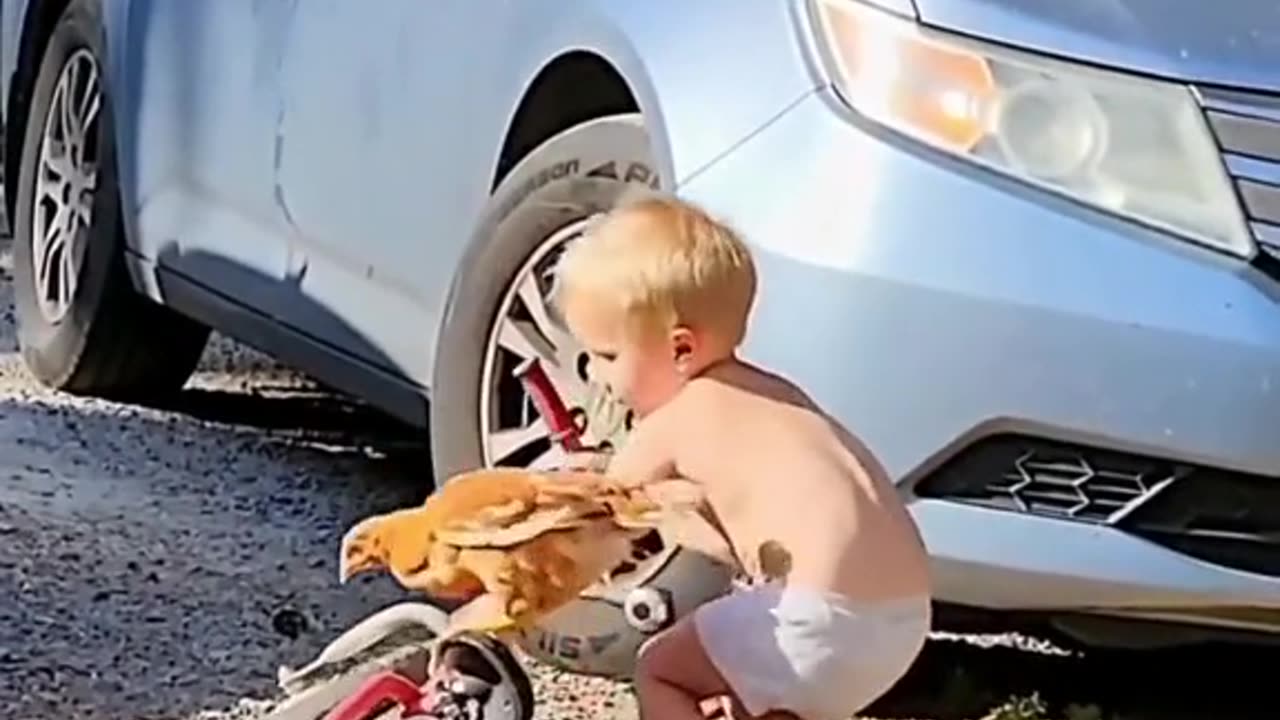 Funny kid and animals