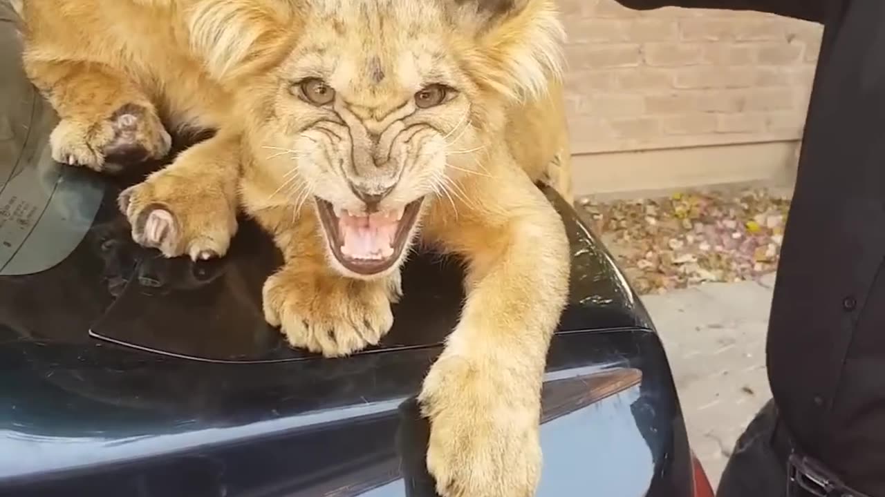 Angry Lion Cubs