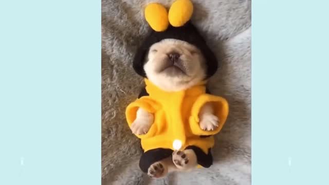 Cute Puppy Sleeps in a Honeybee Costume