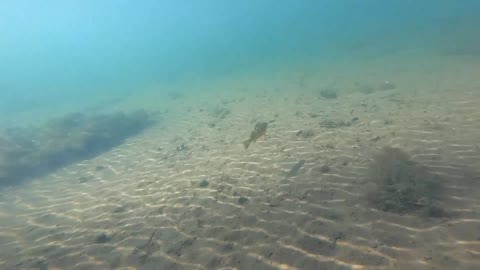 Swimming Fish