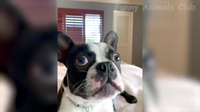 Funny Animal Videos 2022 😂 - Funniest Cats And Dogs Videos