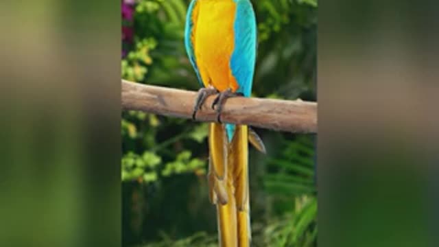 Colorful beatiful birds images with background music