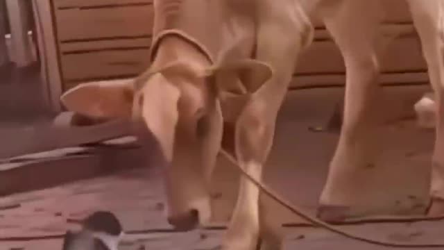 Cats are incredible💪 power of cats