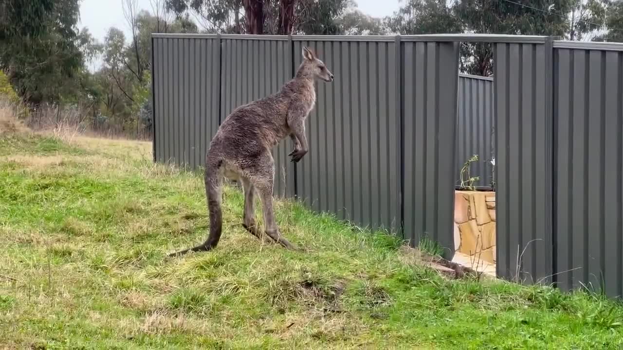 Kangaroo Shoved Through Fence During Tussle at Canberra Nature Reserve