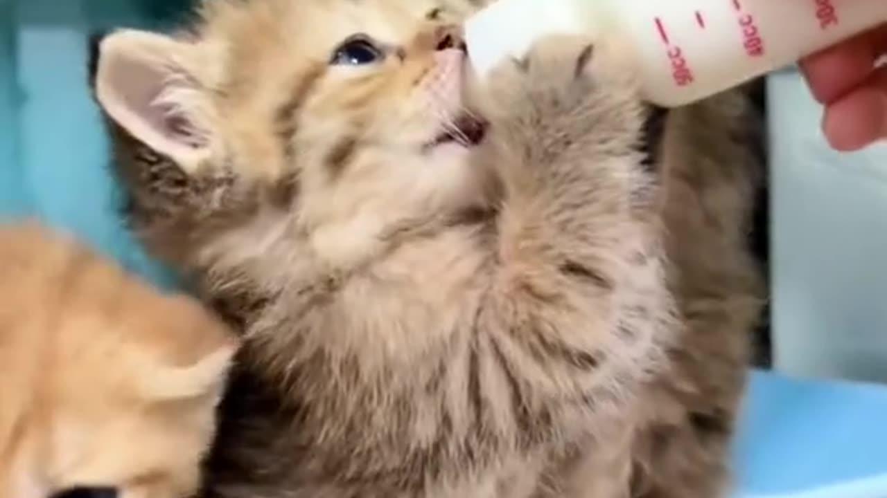 The kitten is waiting for milk, and her expression is cute and cute.#cat #cute #cutecat #cuteanimals