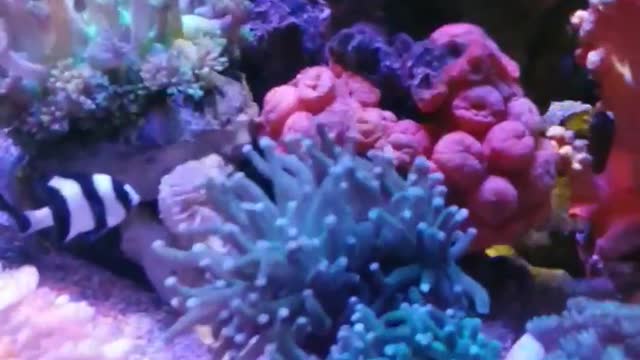 Coral reef Aquarium (3)