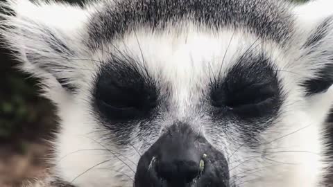 Ring-tailed lemur