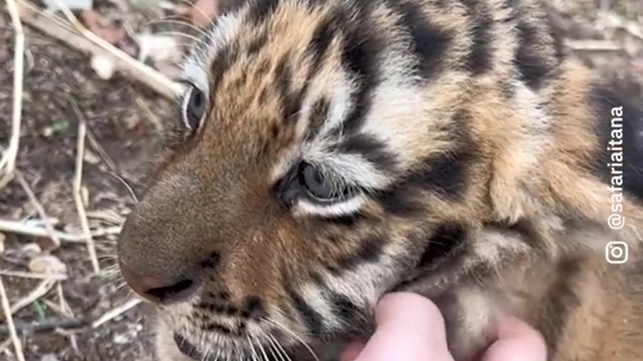 This Tiger Cub is adorable