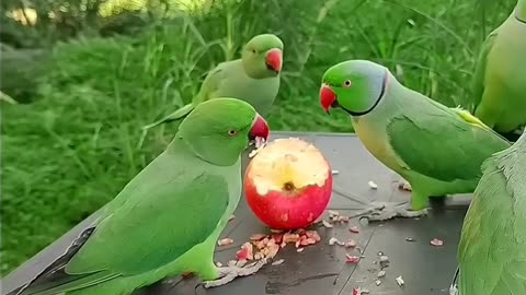 #parrot eats #short#rumble Short video