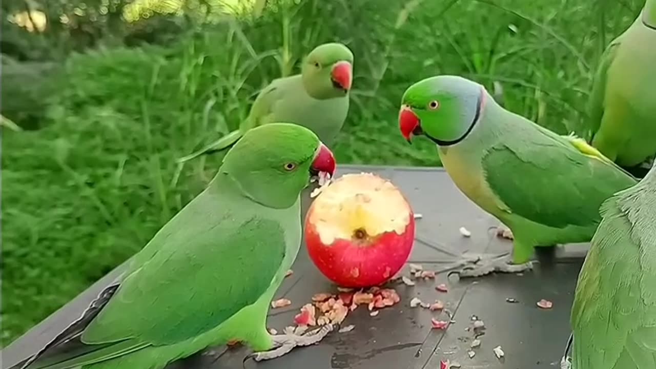 #parrot eats #short#rumble Short video