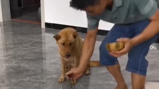 Anjing manjaga makanan