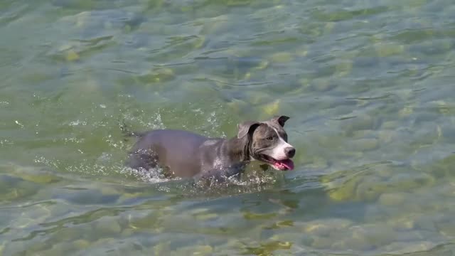 funny dogs