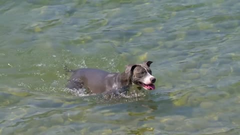 funny dogs