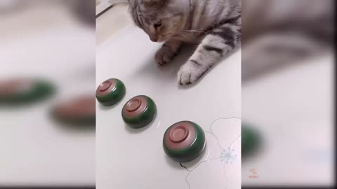 بچه گربه ها 😍😂. فیلم های جذاب و بامزه گربه