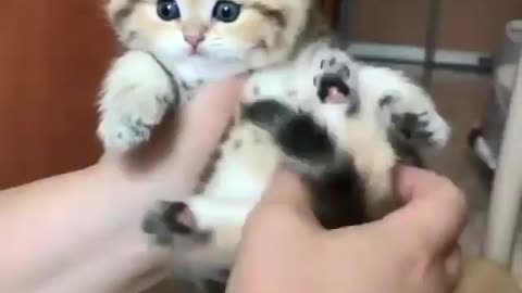 Cute cat