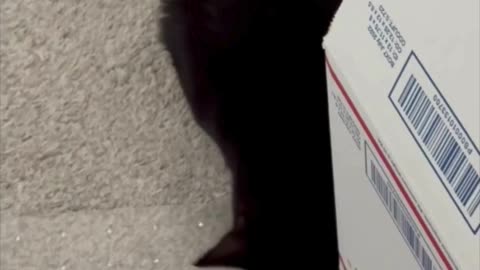 Cute Precious Piper Inspects a Box for Packing - Adopting a Cat from a Shelter Vlog #shorts