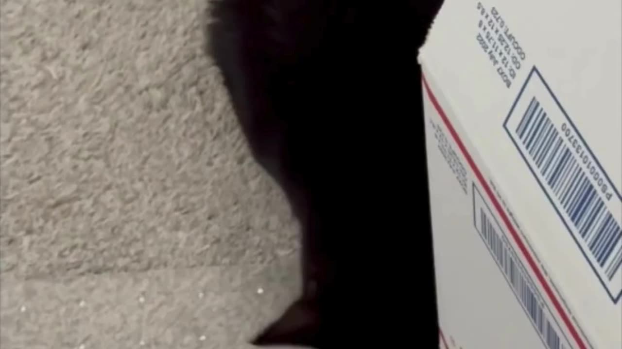 Cute Precious Piper Inspects a Box for Packing - Adopting a Cat from a Shelter Vlog #shorts