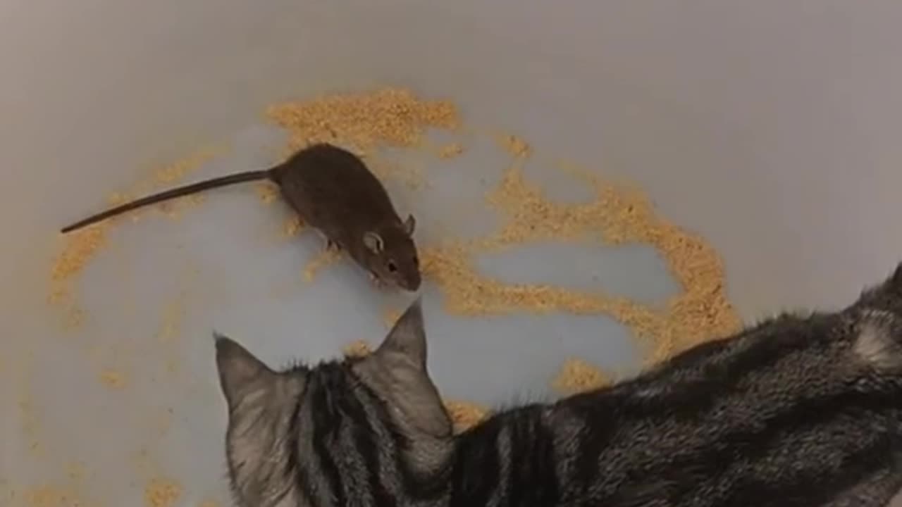 Mouse & cat