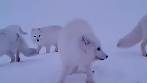 Nature Is always Beautiful || Snow