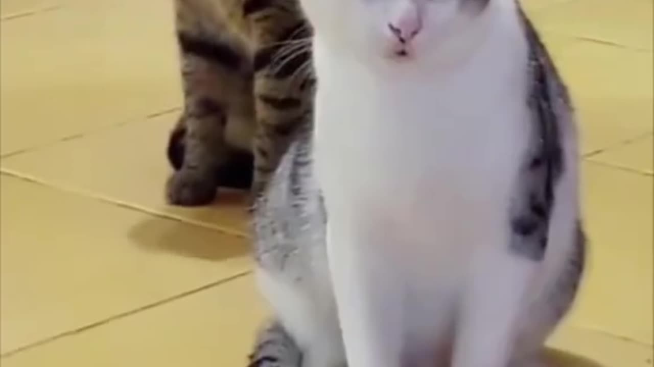 Funny cat video/cat compilation/most funny cat video