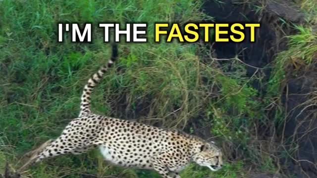 the lion is the king of the animals!