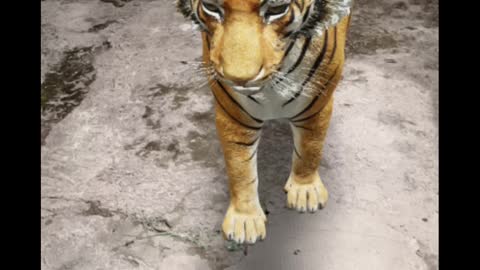 Amazing Metaverse Tiger
