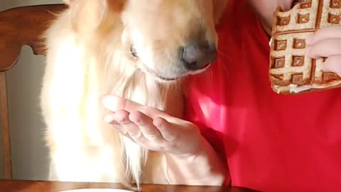 BEEF Eating Competition My Golden Retriever DOG vs ME