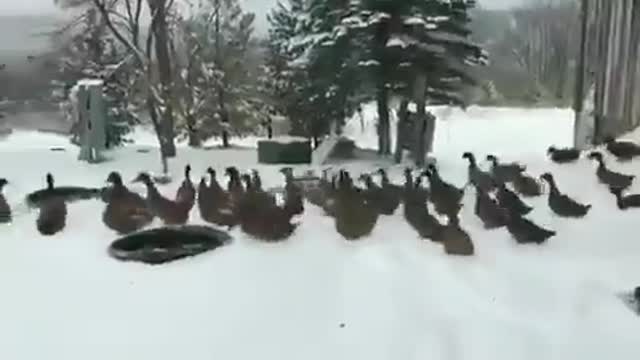 Enjoy this video of ducks changing their minds