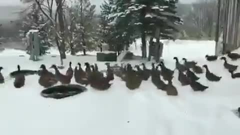 Enjoy this video of ducks changing their minds