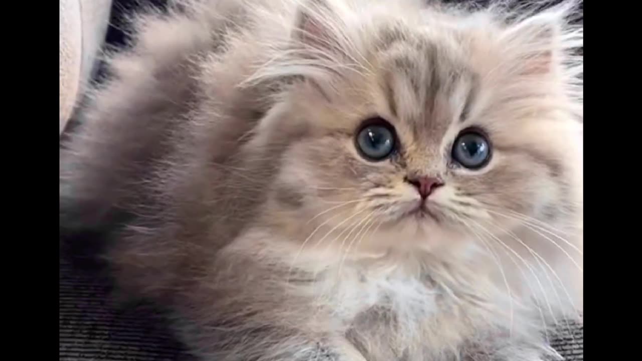 Cute and Funny Kitten Videos Compilation♥️🥺 | Adorable Cat Video on Rumble