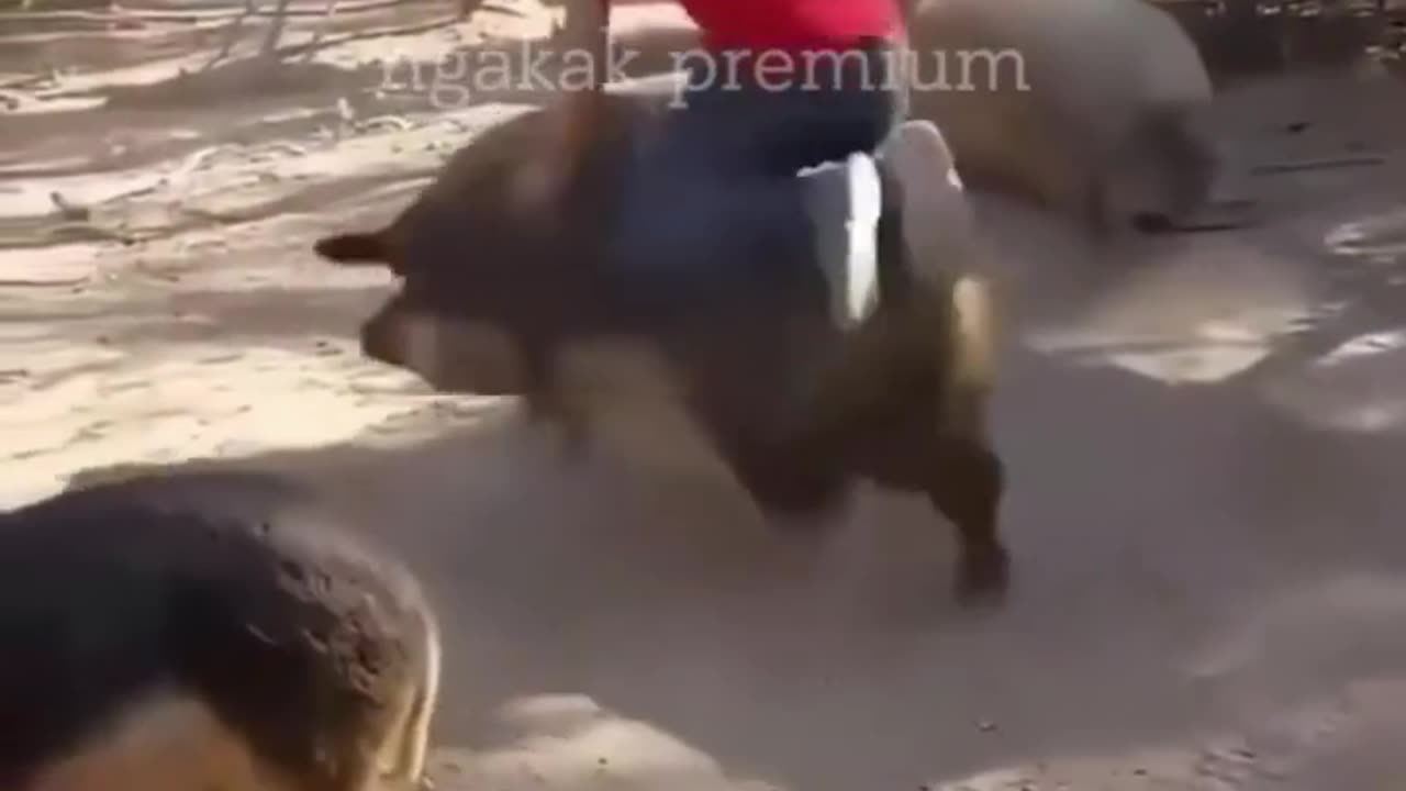 Funny animals hippo