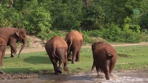 A Man call Elephant Return To Record The Moment Elephant News