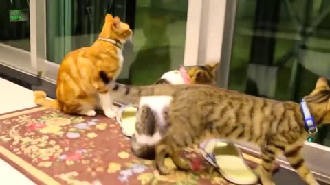 cute cat and kitten meowing