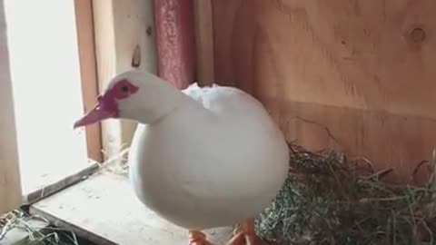 Amanda Grace Talks..How Daisy the Moscovy Duck came to live at her sanctuary
